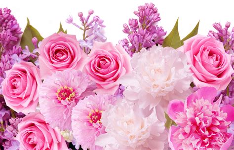 beautiful pink roses pictures|pink roses background images free.